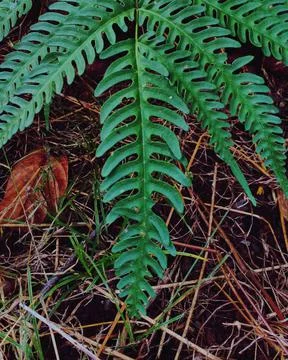 Daun Hijau Stock Photos