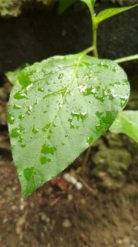 Daun hijau 库存照片