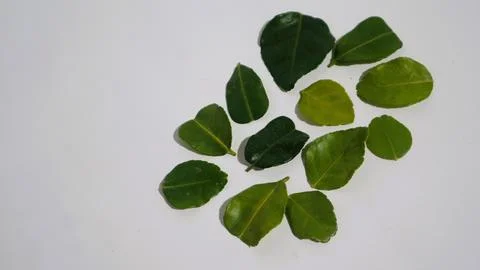Daun Jeruk Purut. Kaffir lime leaves used for aromatic Indonesian cuisine Stock Photos