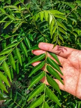 Daun Kare 1 Stock Photos