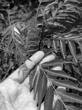 Daun Kare 2 Stock Photos