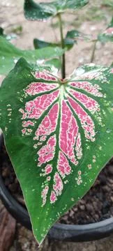 Daun Keladi Stock Photos