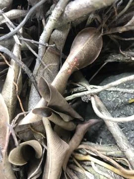 Daun Kering Stock Photos