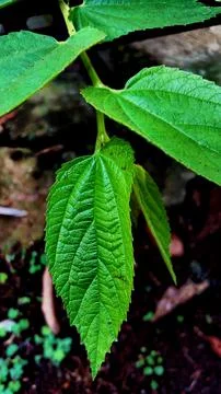 Daun Kersen Stock Photos