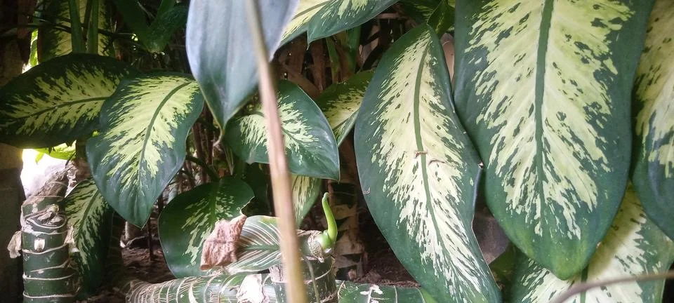 Daun - Leaf Stock Photos