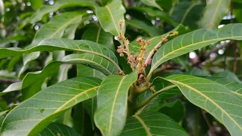 Daun mangga Stock Footage 210452743