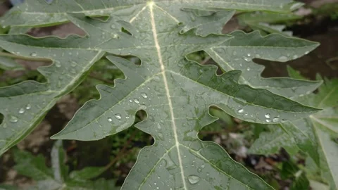 Daun pepaya Stock Footage 217866612