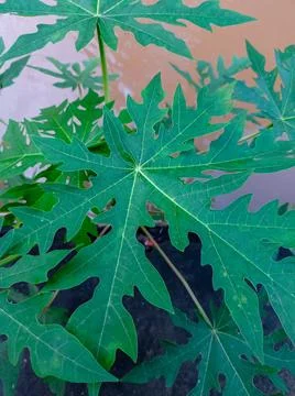 Daun pepaya  Stock Photos