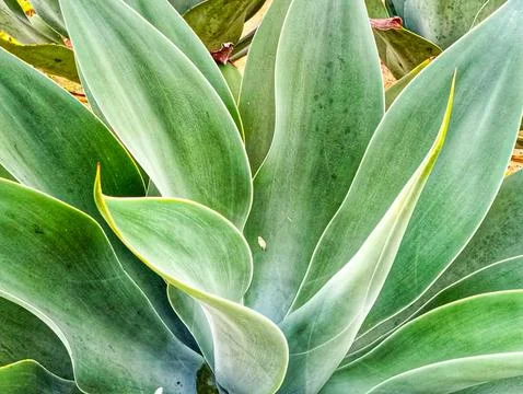 Daun Siklok Stock Photos