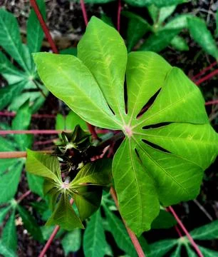 Daun Singkong Stock Photos