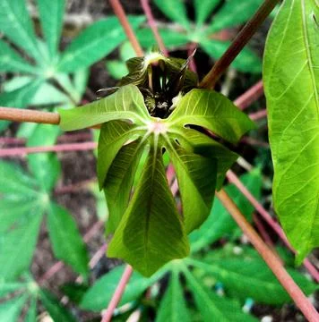 Daun Singkong Stock Photos