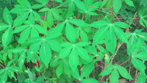 Daun singkong2 Stock Footage 281260503