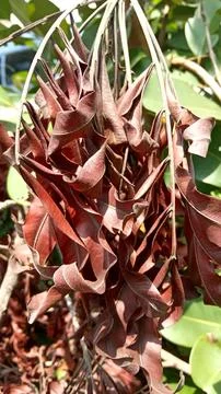 Daunkering Foto stock