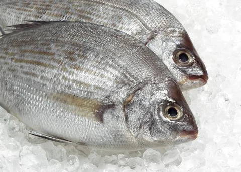 DAURADE ROYALE Stock Photos