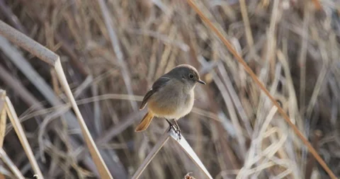 Daurian Redstar perched on a branch until it flies away Video stock 234379495