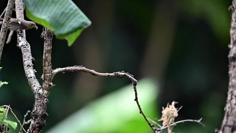 Daurian redstart on a branch Video stock 252436557