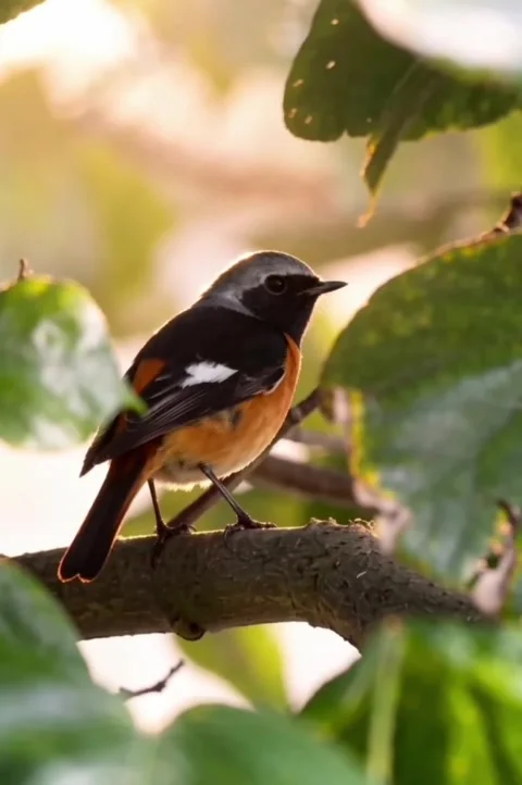 Daurian redstart perched on a tree branch in soft golden hour light Видео 336033626