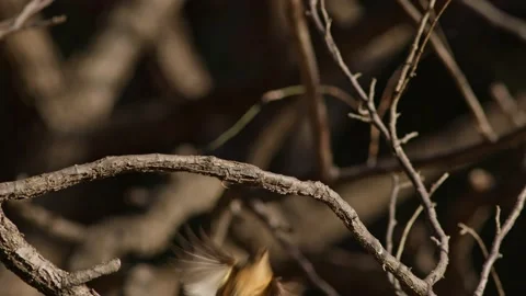 A Daurian Redstart Perching and Flying Away. Stock Footage 227873989