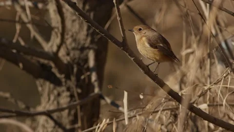 A Daurian Redstart Perching and Flying Away. Stock Footage 234349754