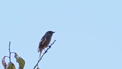 Daurian Redstart Perching and Vocalising. Stock Footage 220588443