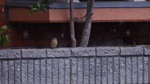 A Daurian Redstart Sheltering From The Snow. Stock Footage 231643224