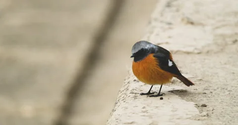Daurian redstart on a wall Stock Footage 230560826