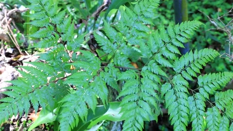 Davallia denticulata leaf swaying by the wind in wild forest. Stock Footage 280127206