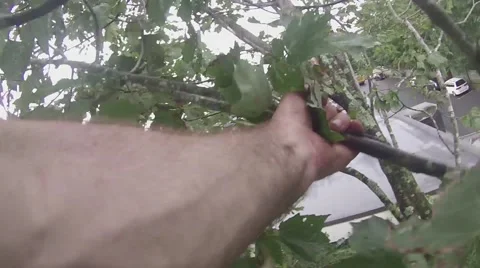 Dave Cut 5 Video stock 49000168