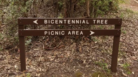 Dave Evans Bicentennial tree sign Stock Footage 59777241