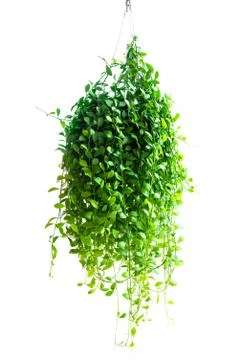 Dave tree houseplant Stock Photos