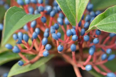 David viburnum Stock Photos