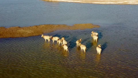 David's deer in the lake Stock Footage 297363614