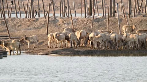 David's deer by the lake Stock Footage 297363615
