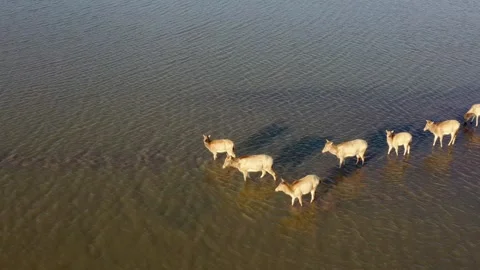 David's deer in the lake Stock-Footage 297363832