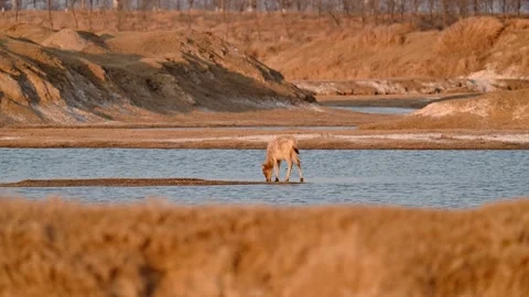 David's deer by the lake Stock Footage 297363869