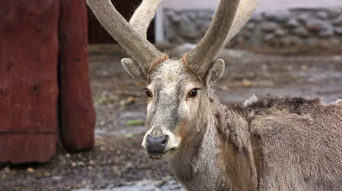 David's deer in the open-air cage of a zoo close up Video stock 50950191