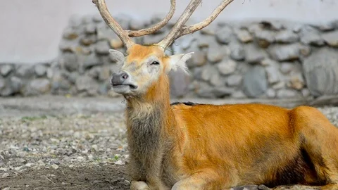 David’s deer resting outdoors Stock Footage 90086014