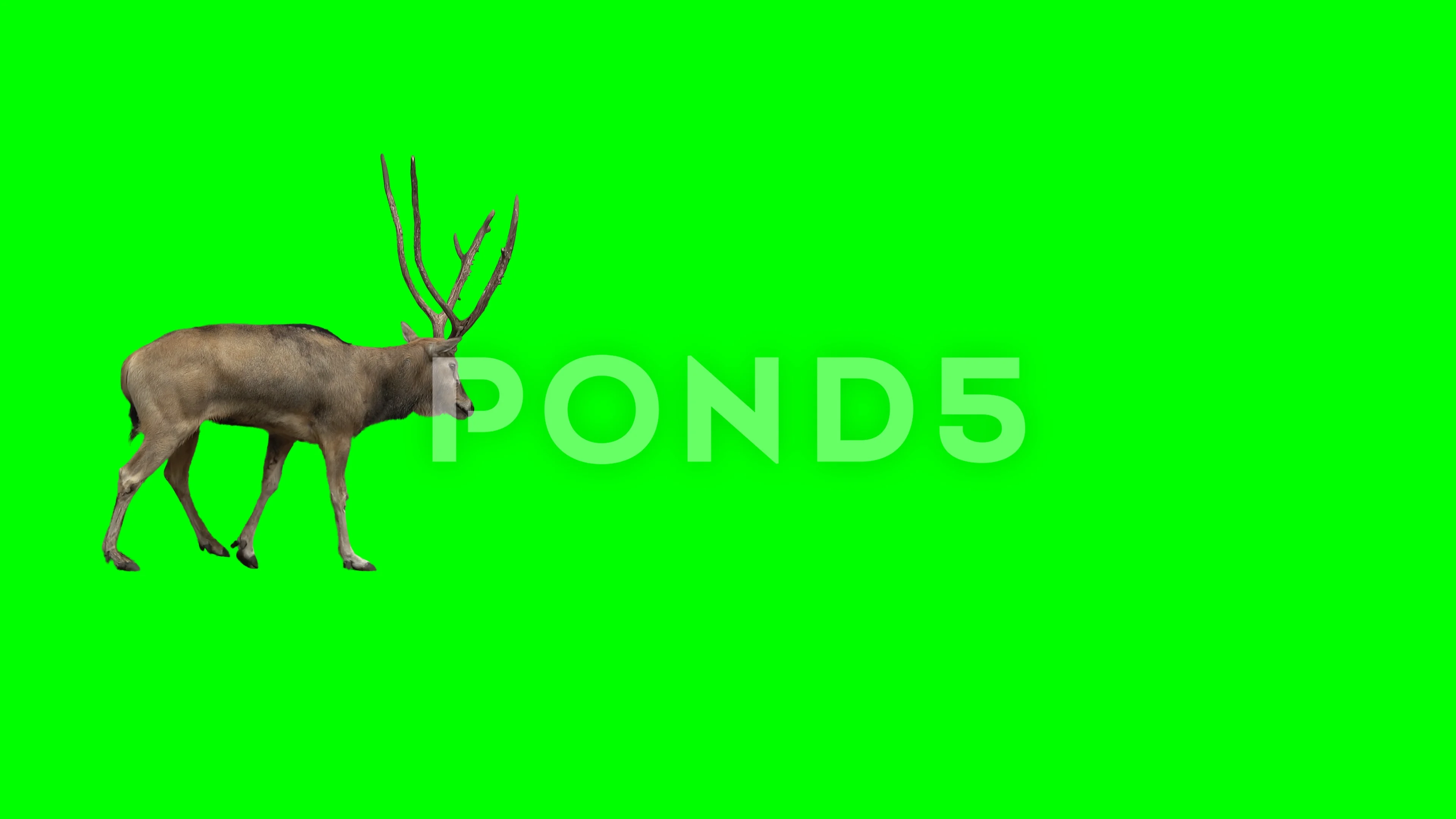 Иноос гринадир. Олень хромакей. Green deer. Green deer. Green deer.
