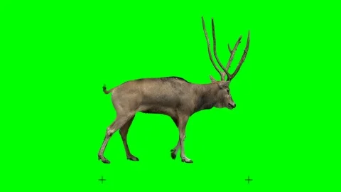 David's deer slowly walking seamlessly looped on green screen, real shot. Stock Footage 106037347