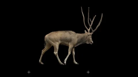 David's deer slowly walking seamlessly looped on black screen, real shot. Vidéo 106037373