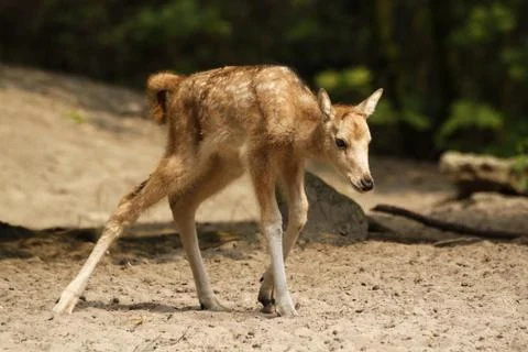 Davidshirsch (Kälbchen) Stock Photos