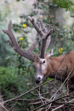 Davidshirsch Foto stock