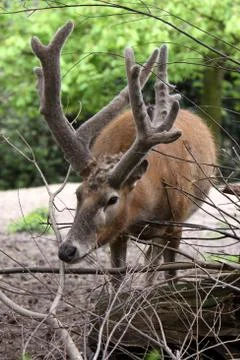 Davidshirsch Stock Photos