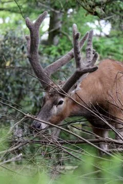 Davidshirsch Stock Photos