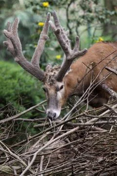 Davidshirsch Stock Photos