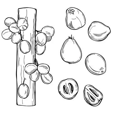 Davidson's plum. Vector illustration. Stock Illustration