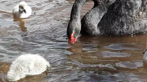 Dawlish, Devon: 3-day old Black Swan cygnets swimming and feeding (MUTE) Stock Footage 151801396