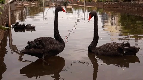Dawlish, Devon, England: Two Black Swans swimming in Dawlish Water Stock Footage 112439187