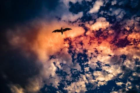 Dawn and bird shadow Stock Photos