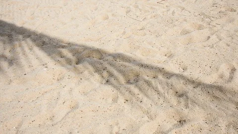 Dawn and shadow of a tree on a white sandy beach. Strong wind. Stock Footage 121505351
